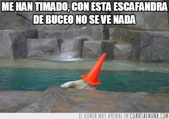 oso polar,cono,escafandra,buceo,zoo,supongo que está jugando